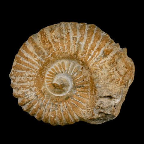 4.5" Acanthoceras Ammonite Fossil Agadir Morocco 360 Million Year Old COA - Fossil Age Minerals