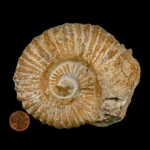 4.5" Acanthoceras Ammonite Fossil Agadir Morocco 360 Million Year Old COA - Fossil Age Minerals