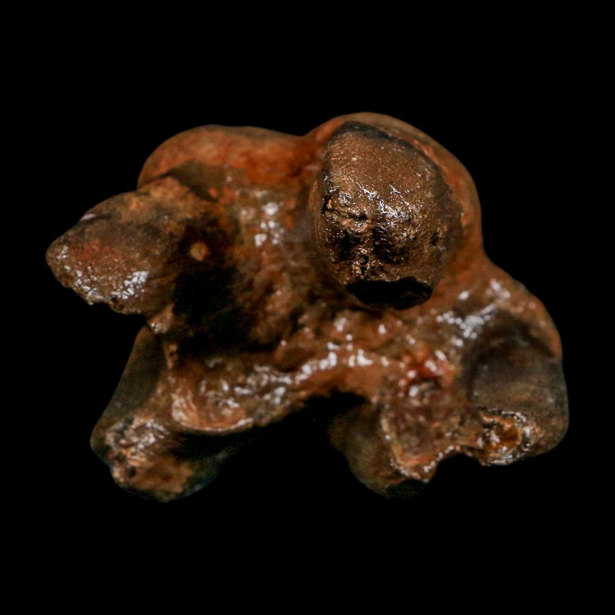 3.1" Woolly Rhinoceros Fossil Rooted Tooth Pleistocene Age Megafauna Russia COA