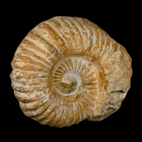4.5" Acanthoceras Ammonite Fossil Agadir Morocco 360 Million Year Old COA - Fossil Age Minerals