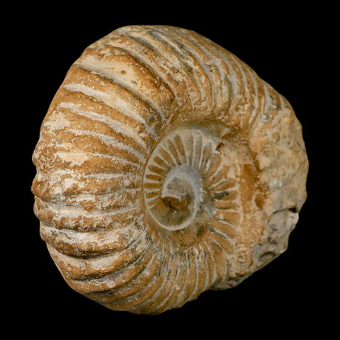 4.5" Acanthoceras Ammonite Fossil Agadir Morocco 360 Million Year Old COA - Fossil Age Minerals