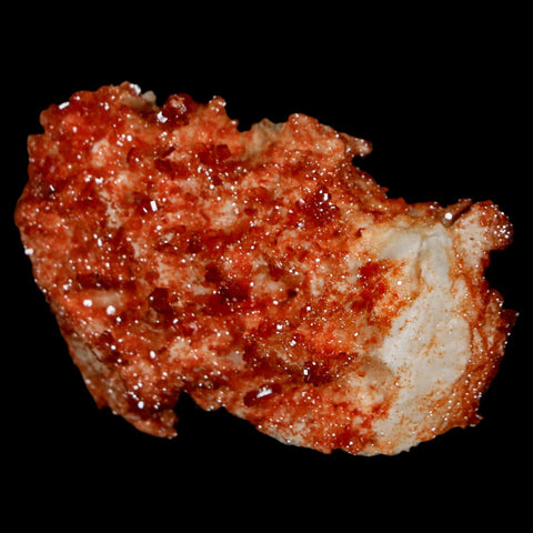 1.8" Sparkly Red Vanadinite Crystals On Orange Barite Blades Mineral Mabladen Morocco - Fossil Age Minerals