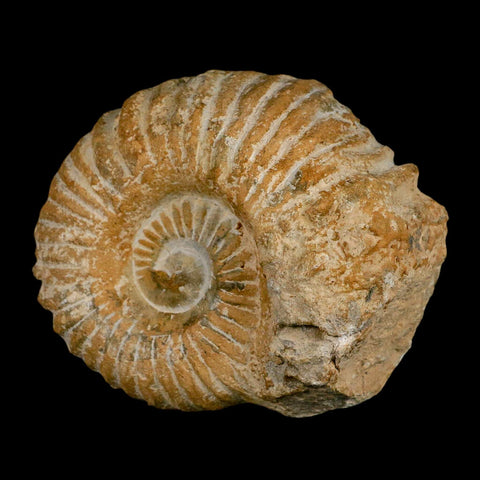 4.5" Acanthoceras Ammonite Fossil Agadir Morocco 360 Million Year Old COA - Fossil Age Minerals