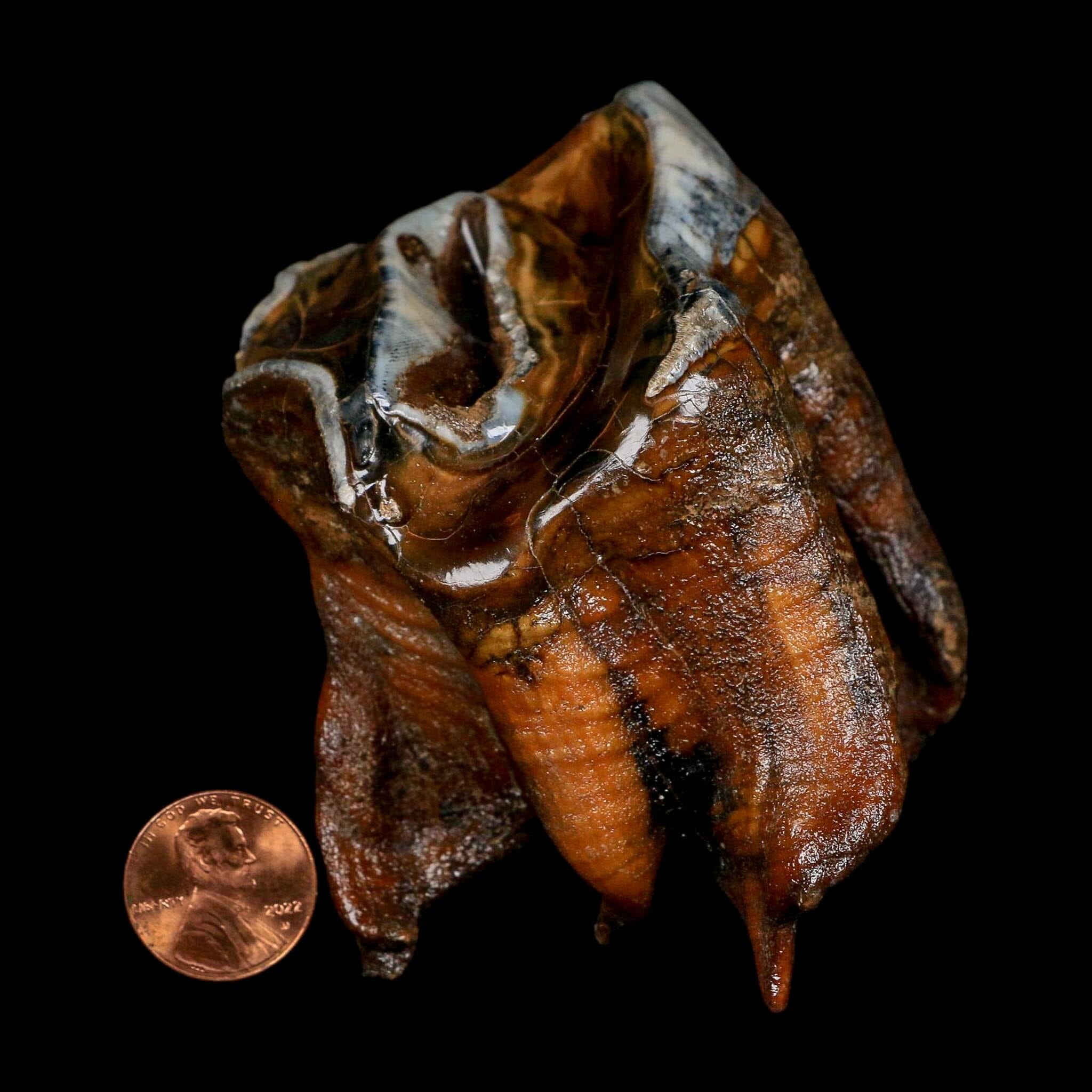3.5" Woolly Rhinoceros Fossil Rooted Tooth Pleistocene Age Megafauna Russia COA