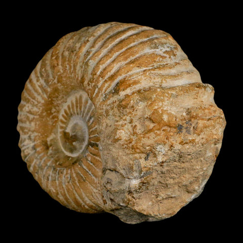 4.5" Acanthoceras Ammonite Fossil Agadir Morocco 360 Million Year Old COA - Fossil Age Minerals