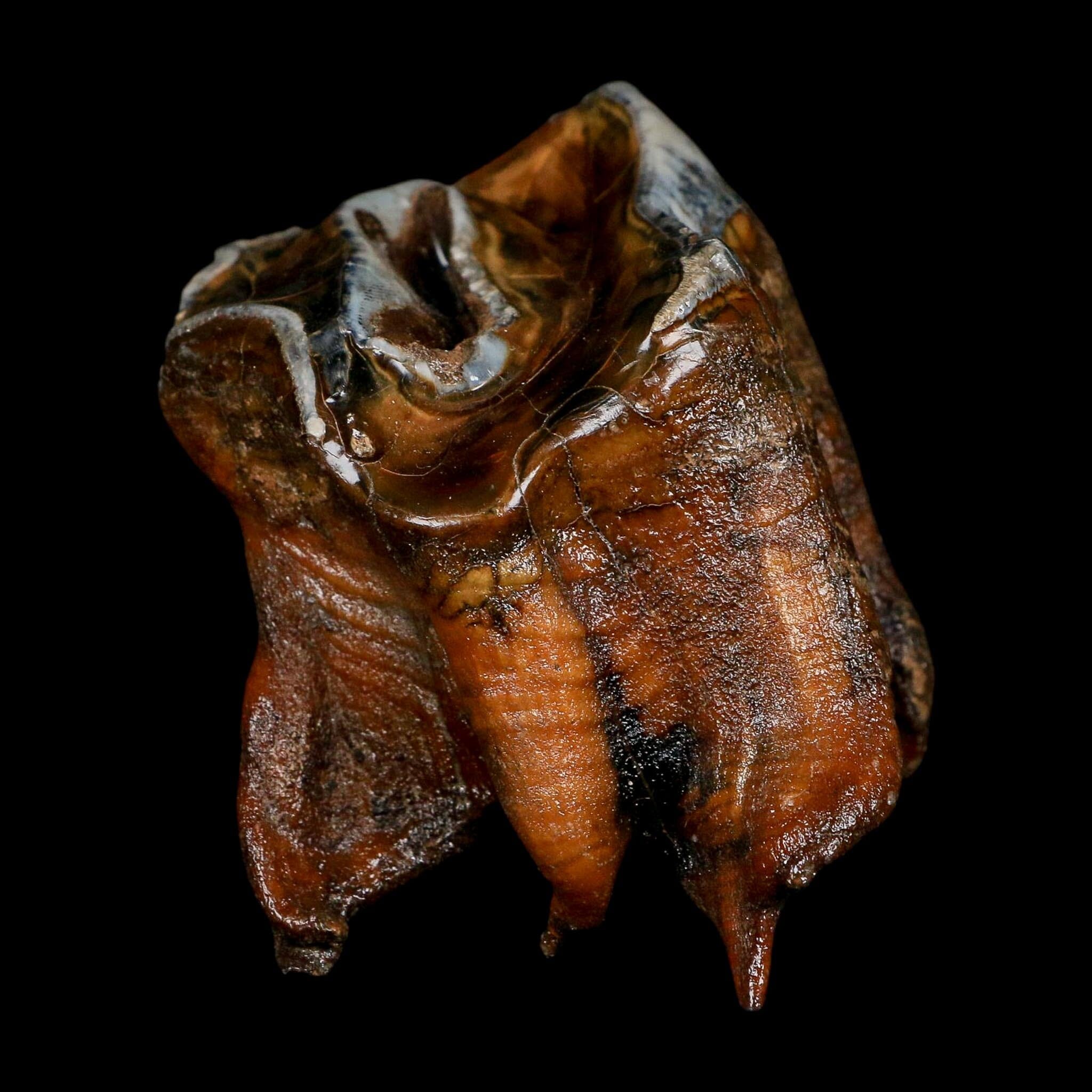 3.5" Woolly Rhinoceros Fossil Rooted Tooth Pleistocene Age Megafauna Russia COA