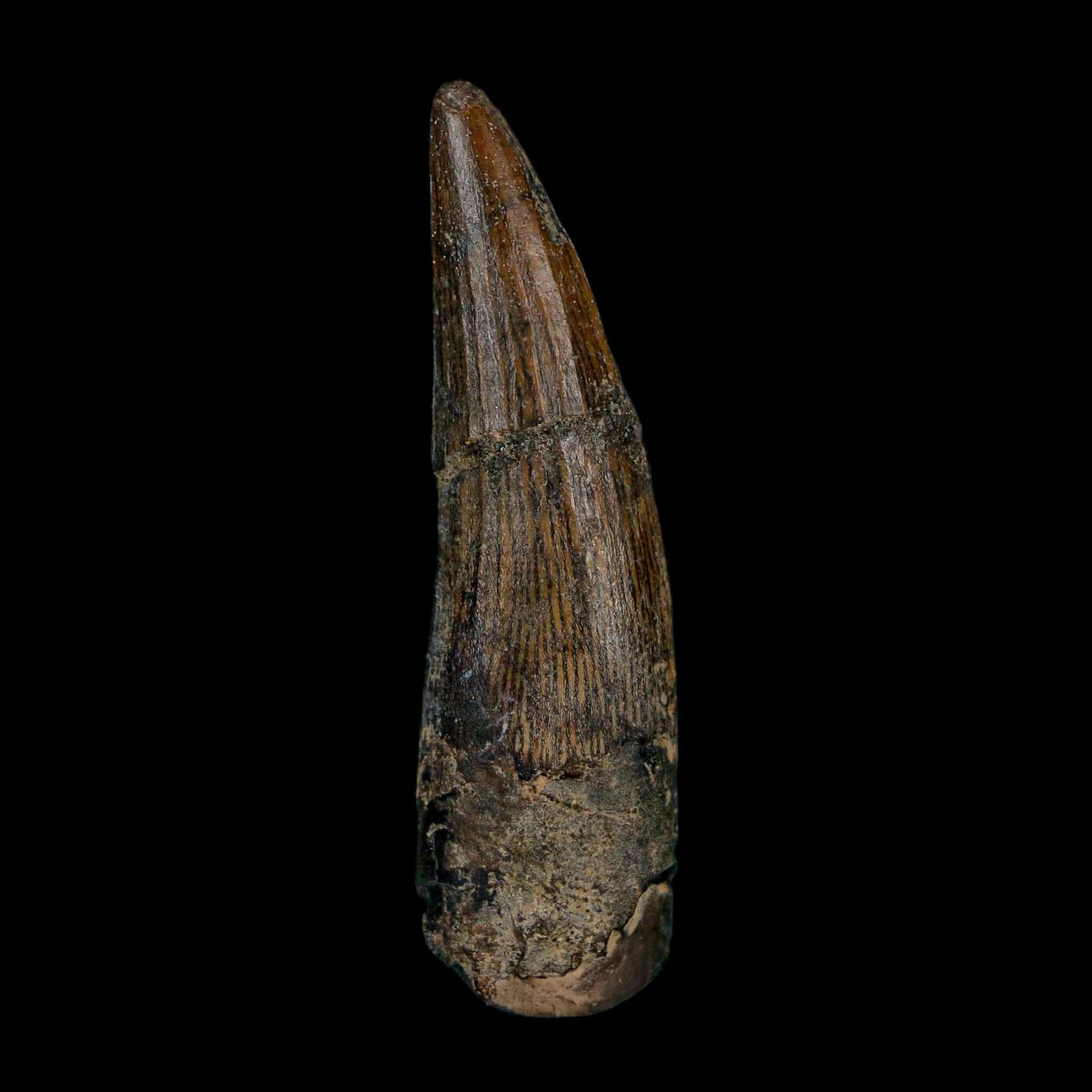 1.9" Suchomimus Fossil Tooth Cretaceous Spinosaurid Dinosaur Elraz FM Niger COA - Fossil Age Minerals