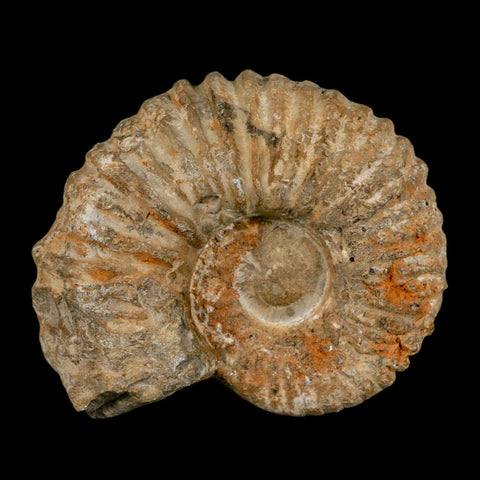 4.7" Acanthoceras Ammonite Fossil Agadir Morocco 360 Million Year Old COA - Fossil Age Minerals