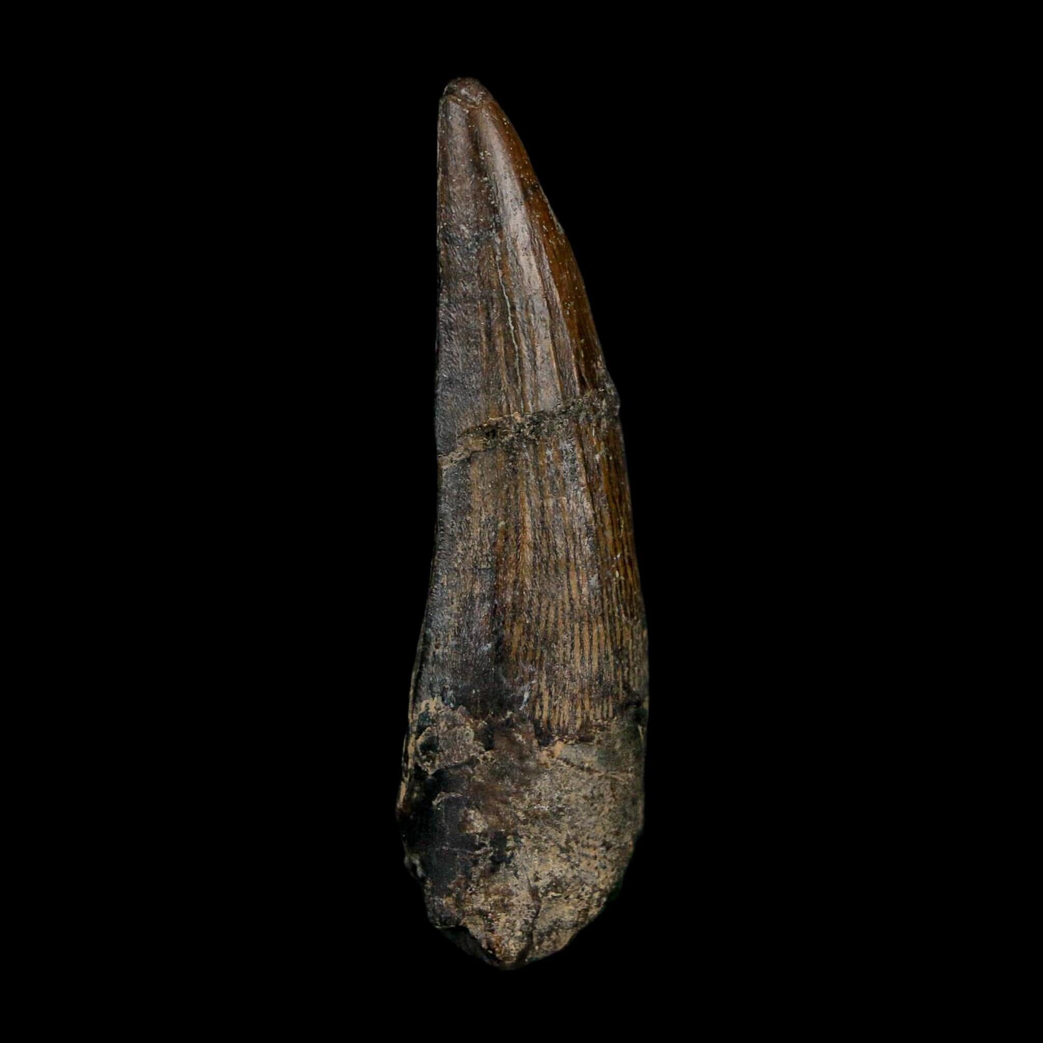1.9" Suchomimus Fossil Tooth Cretaceous Spinosaurid Dinosaur Elraz FM Niger COA - Fossil Age Minerals