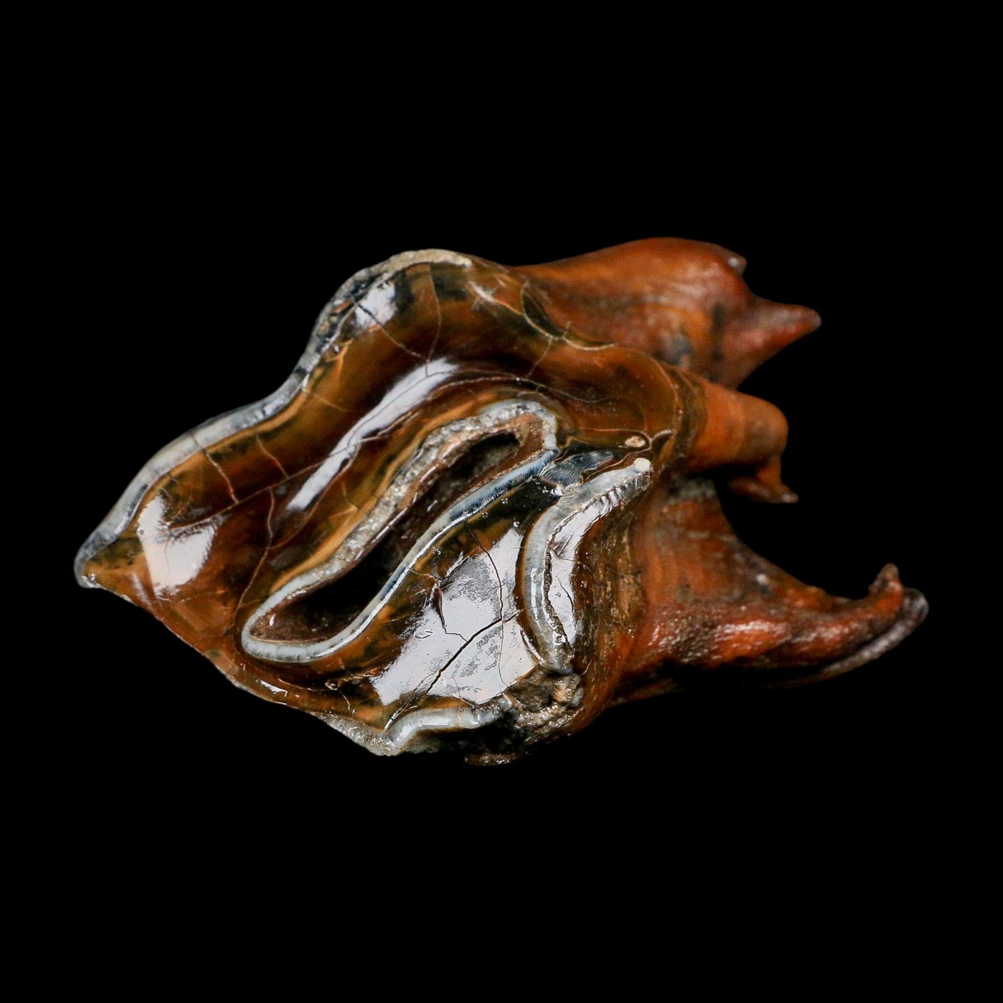 3.5" Woolly Rhinoceros Fossil Rooted Tooth Pleistocene Age Megafauna Russia COA