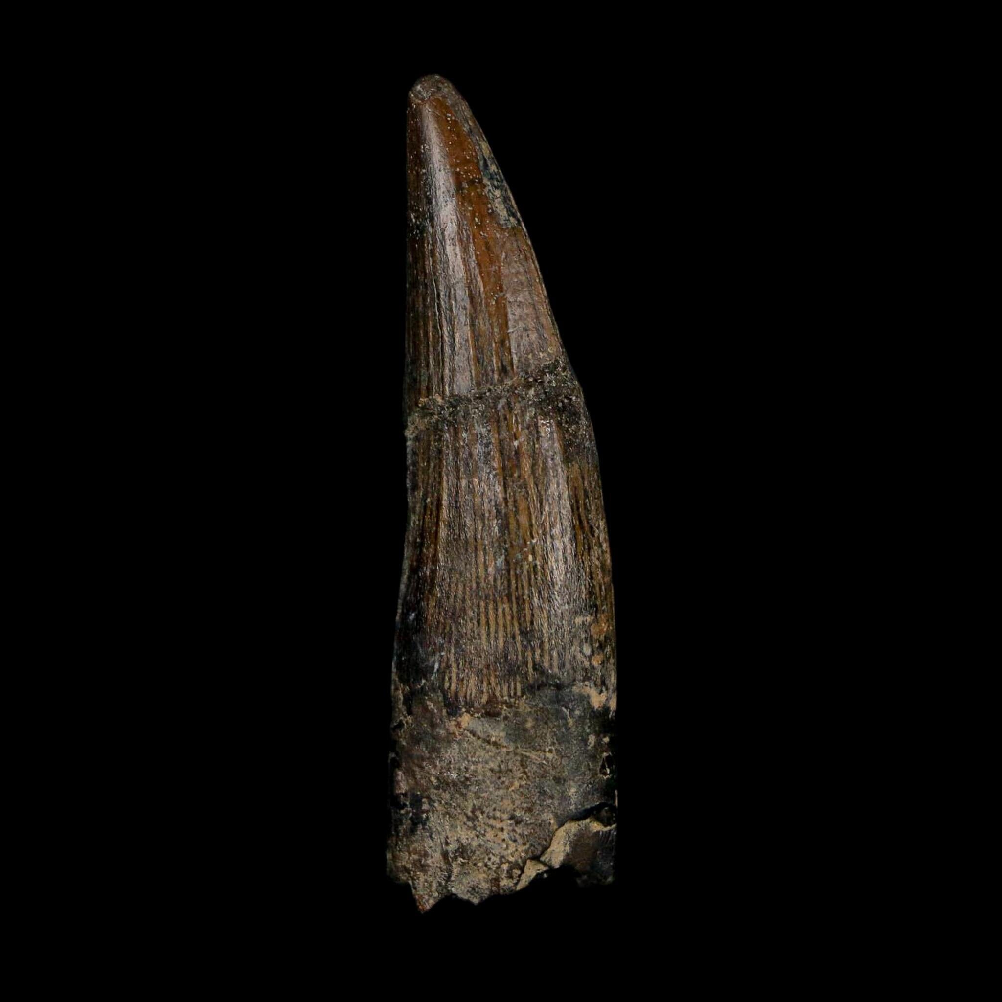1.9" Suchomimus Fossil Tooth Cretaceous Spinosaurid Dinosaur Elraz FM Niger COA - Fossil Age Minerals
