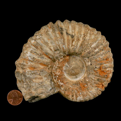 4.7" Acanthoceras Ammonite Fossil Agadir Morocco 360 Million Year Old COA - Fossil Age Minerals