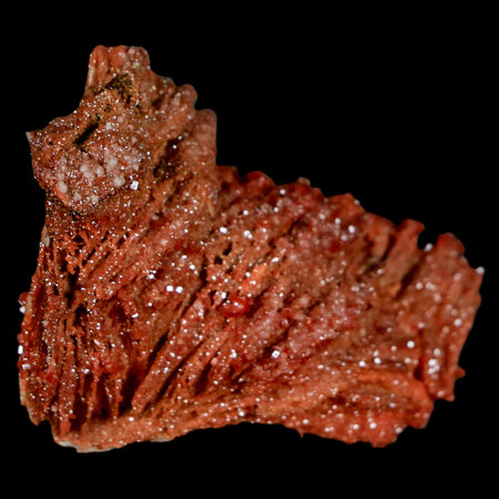 1.9" Sparkly Red Vanadinite Crystals On Orange Barite Blades Mineral Mabladen Morocco