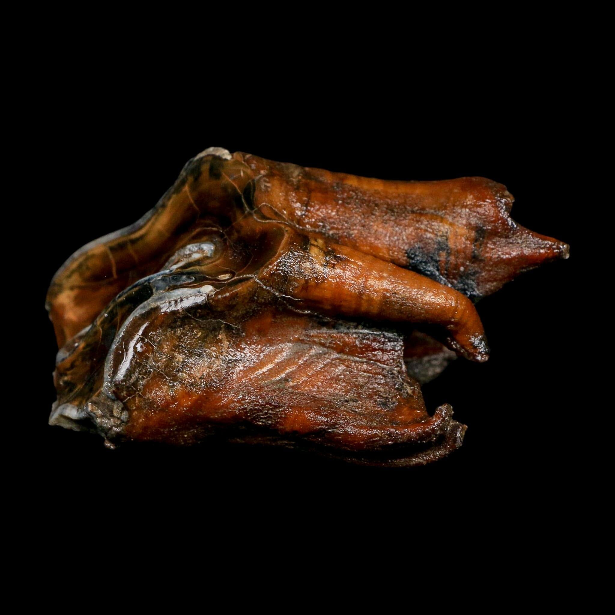 3.5" Woolly Rhinoceros Fossil Rooted Tooth Pleistocene Age Megafauna Russia COA