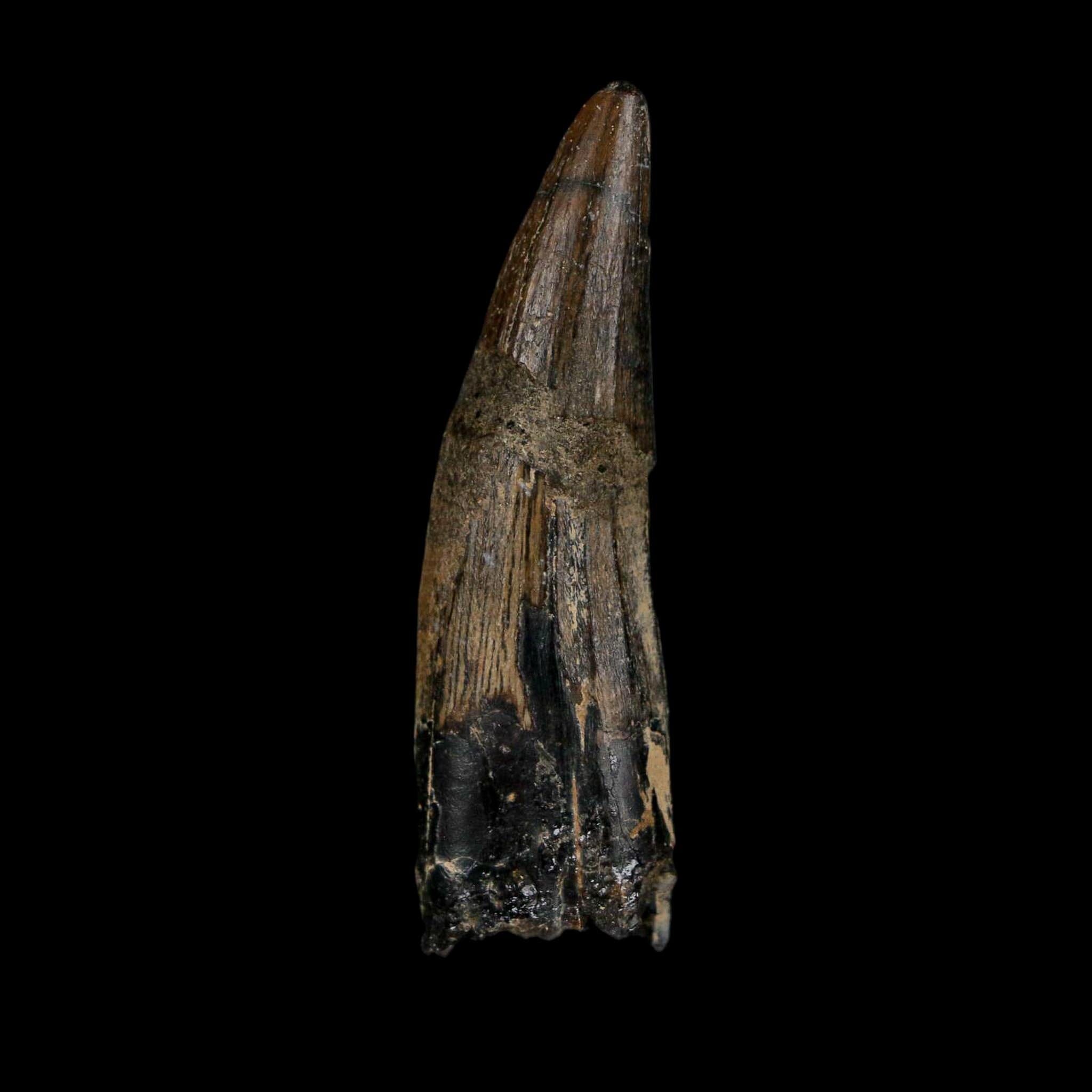 1.9" Suchomimus Fossil Tooth Cretaceous Spinosaurid Dinosaur Elraz FM Niger COA - Fossil Age Minerals