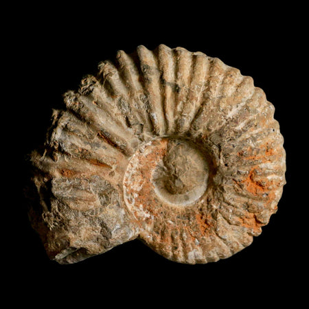 4.7" Acanthoceras Ammonite Fossil Agadir Morocco 360 Million Year Old COA