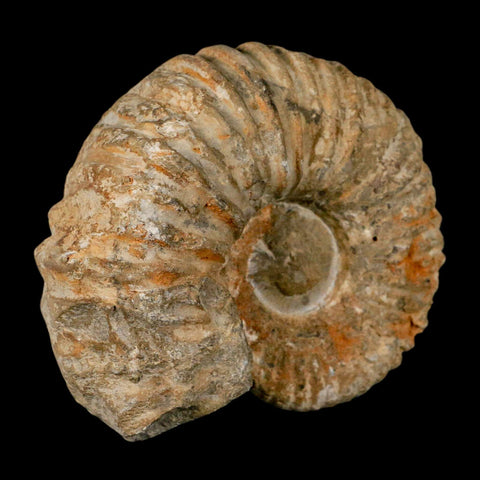 4.7" Acanthoceras Ammonite Fossil Agadir Morocco 360 Million Year Old COA - Fossil Age Minerals