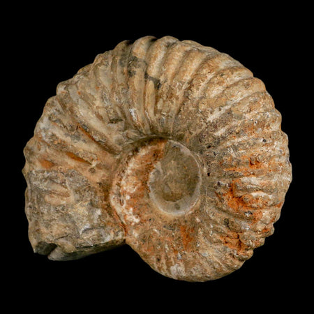 4.7" Acanthoceras Ammonite Fossil Agadir Morocco 360 Million Year Old COA