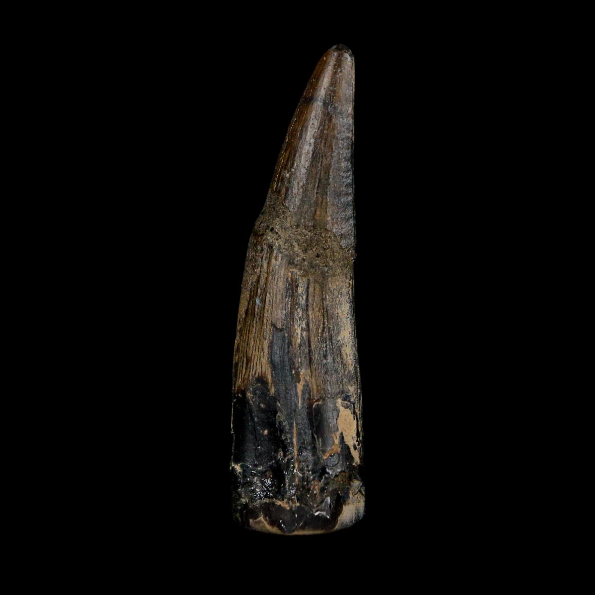 1.9" Suchomimus Fossil Tooth Cretaceous Spinosaurid Dinosaur Elraz FM Niger COA - Fossil Age Minerals