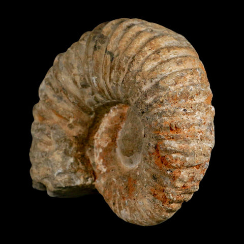 4.7" Acanthoceras Ammonite Fossil Agadir Morocco 360 Million Year Old COA - Fossil Age Minerals