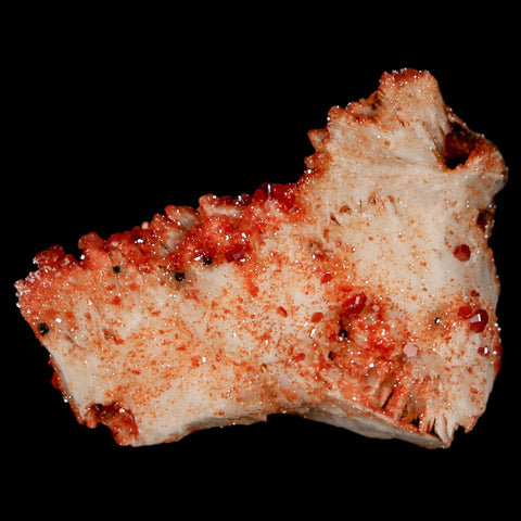 1.9" Sparkly Red Vanadinite Crystals On Orange Barite Blades Mineral Mabladen Morocco - Fossil Age Minerals