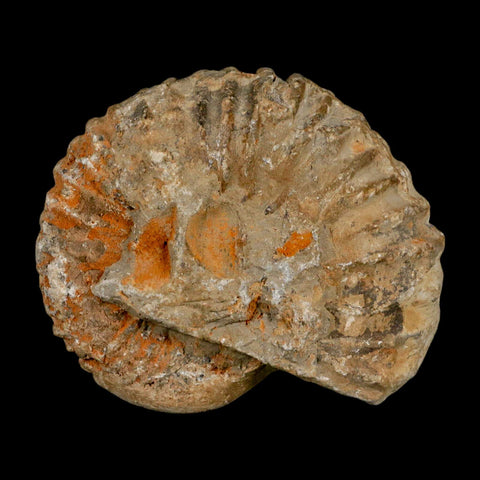 4.7" Acanthoceras Ammonite Fossil Agadir Morocco 360 Million Year Old COA - Fossil Age Minerals