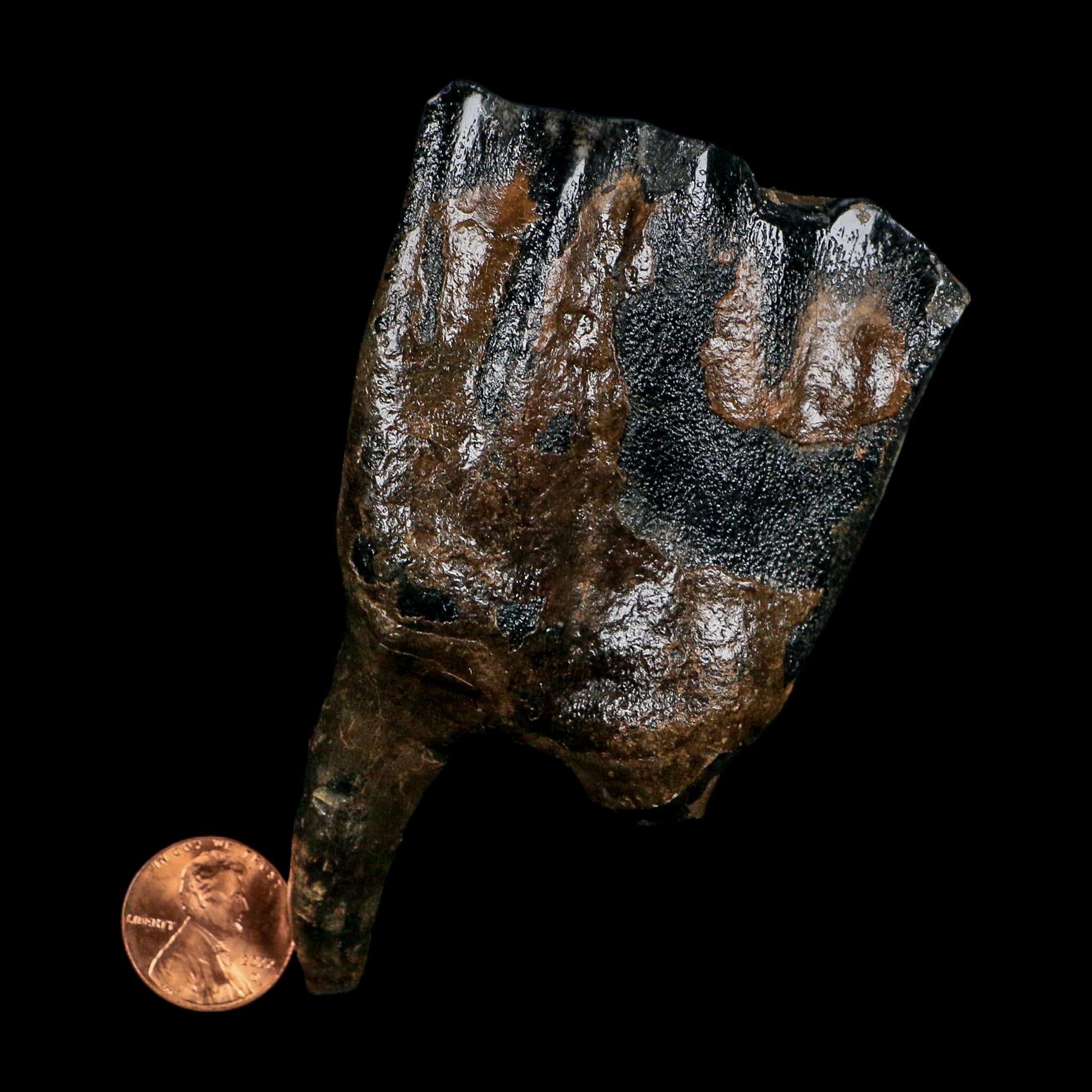 3.9" Woolly Rhinoceros Fossil Rooted Tooth Pleistocene Age Megafauna Russia COA