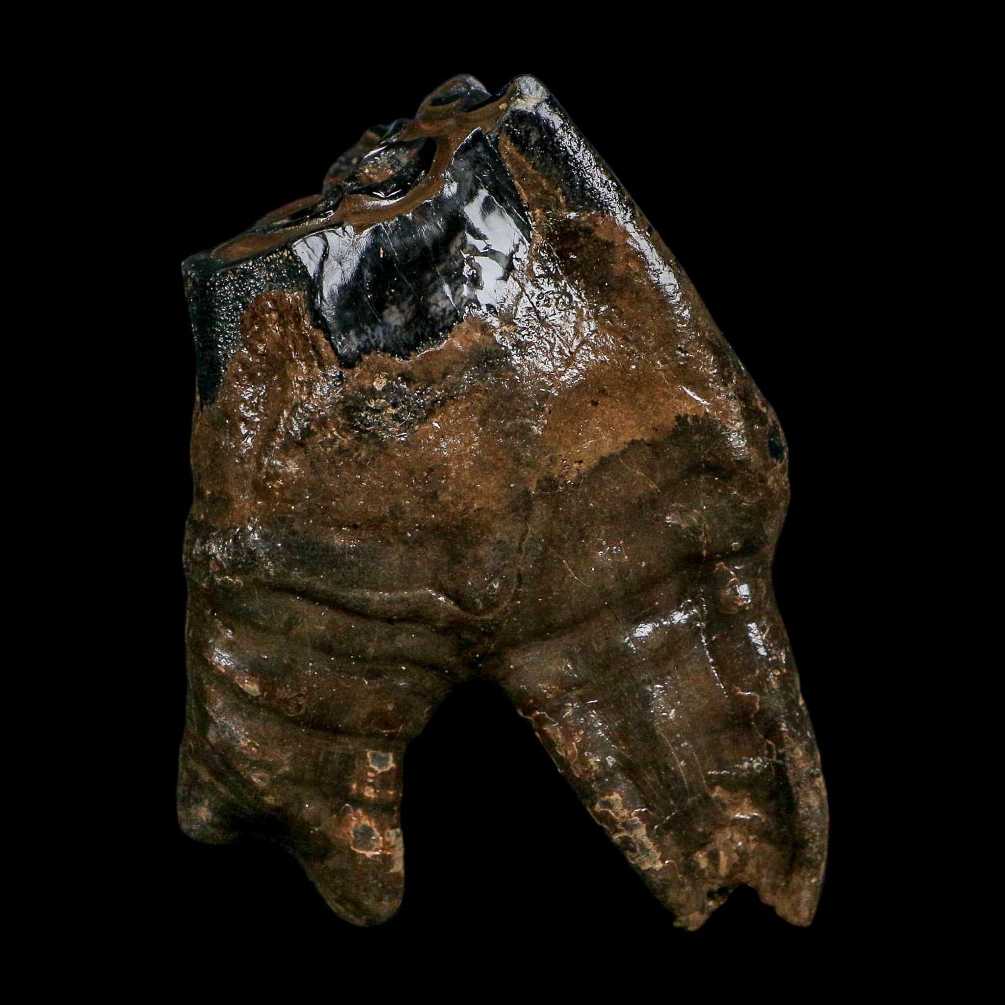 3.9" Woolly Rhinoceros Fossil Rooted Tooth Pleistocene Age Megafauna Russia COA