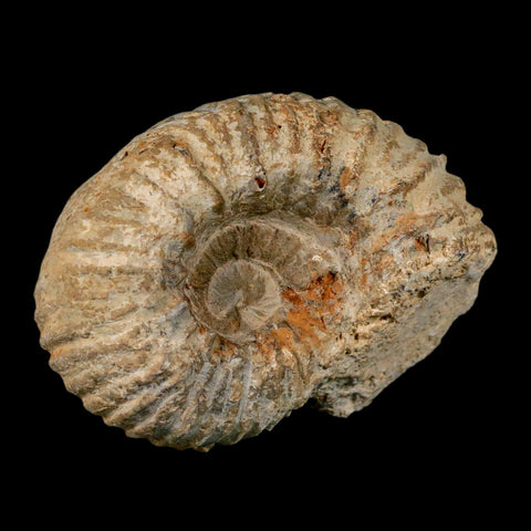 4.3" Acanthoceras Ammonite Fossil Agadir Morocco 360 Million Year Old COA - Fossil Age Minerals