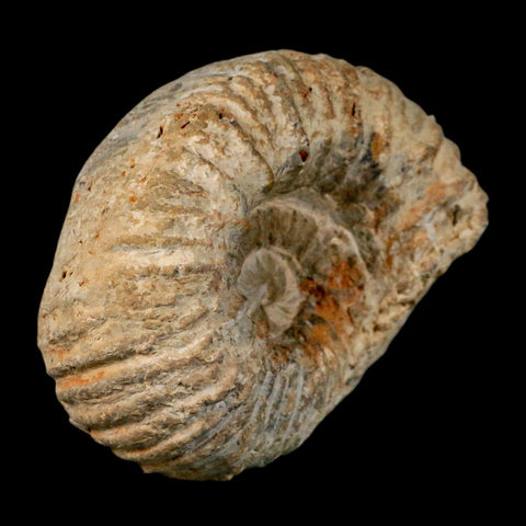 4.3" Acanthoceras Ammonite Fossil Agadir Morocco 360 Million Year Old COA - Fossil Age Minerals