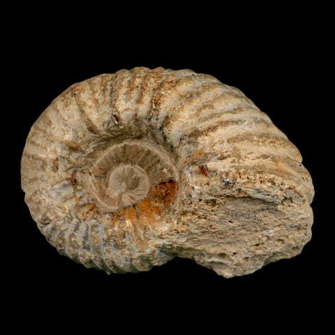 4.3" Acanthoceras Ammonite Fossil Agadir Morocco 360 Million Year Old COA - Fossil Age Minerals