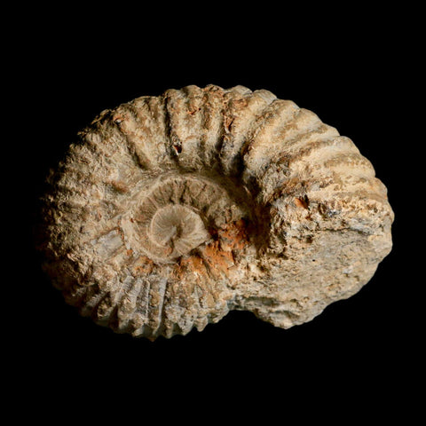 4.3" Acanthoceras Ammonite Fossil Agadir Morocco 360 Million Year Old COA - Fossil Age Minerals