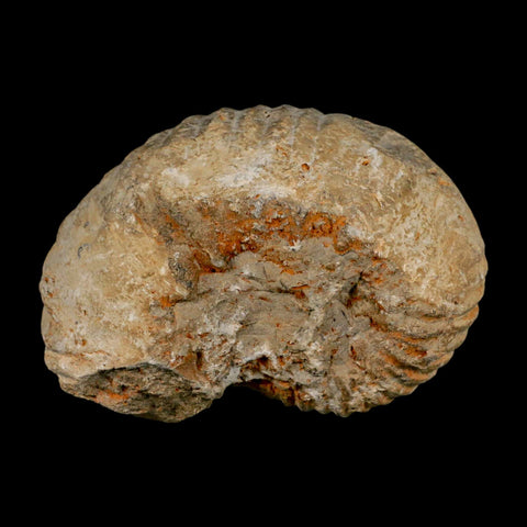 4.3" Acanthoceras Ammonite Fossil Agadir Morocco 360 Million Year Old COA - Fossil Age Minerals