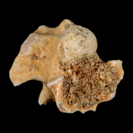 0.8" Palaeophis Magrebianus Sea Snake Vertebra Bone Upper Paleocene Morocco