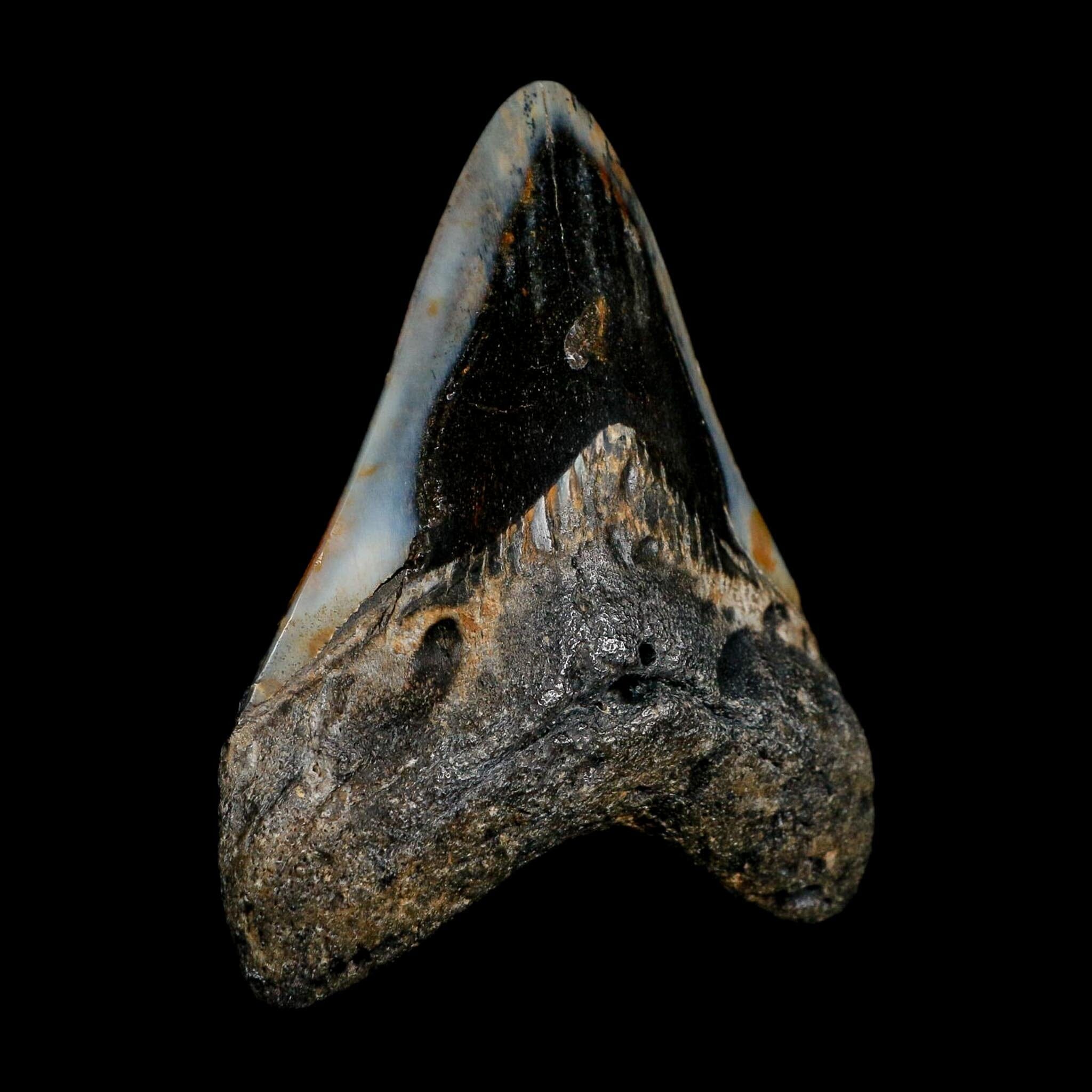 3.5" Quality Megalodon Shark Tooth Fossil Natural Miocene Age COA