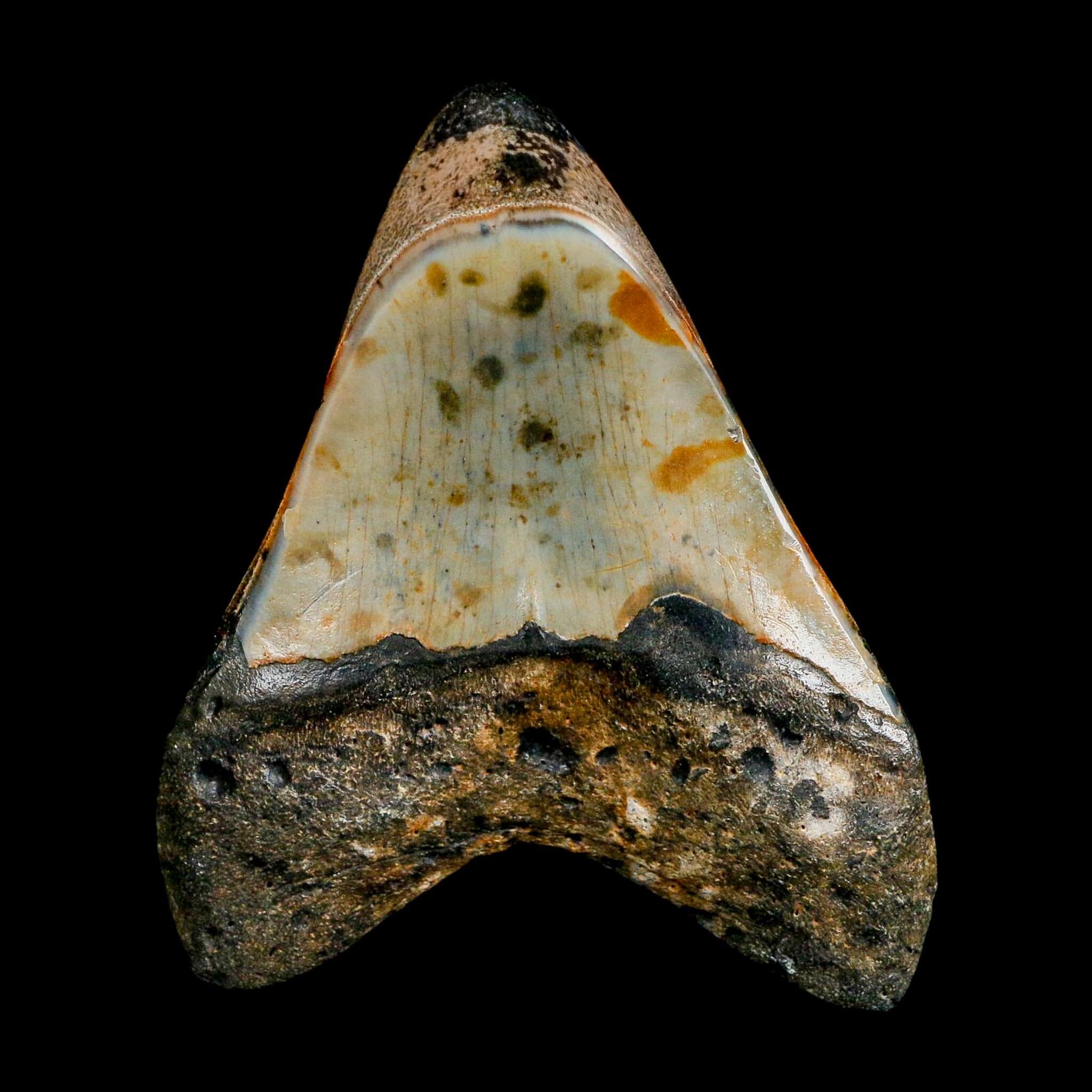 3.5" Quality Megalodon Shark Tooth Fossil Natural Miocene Age COA