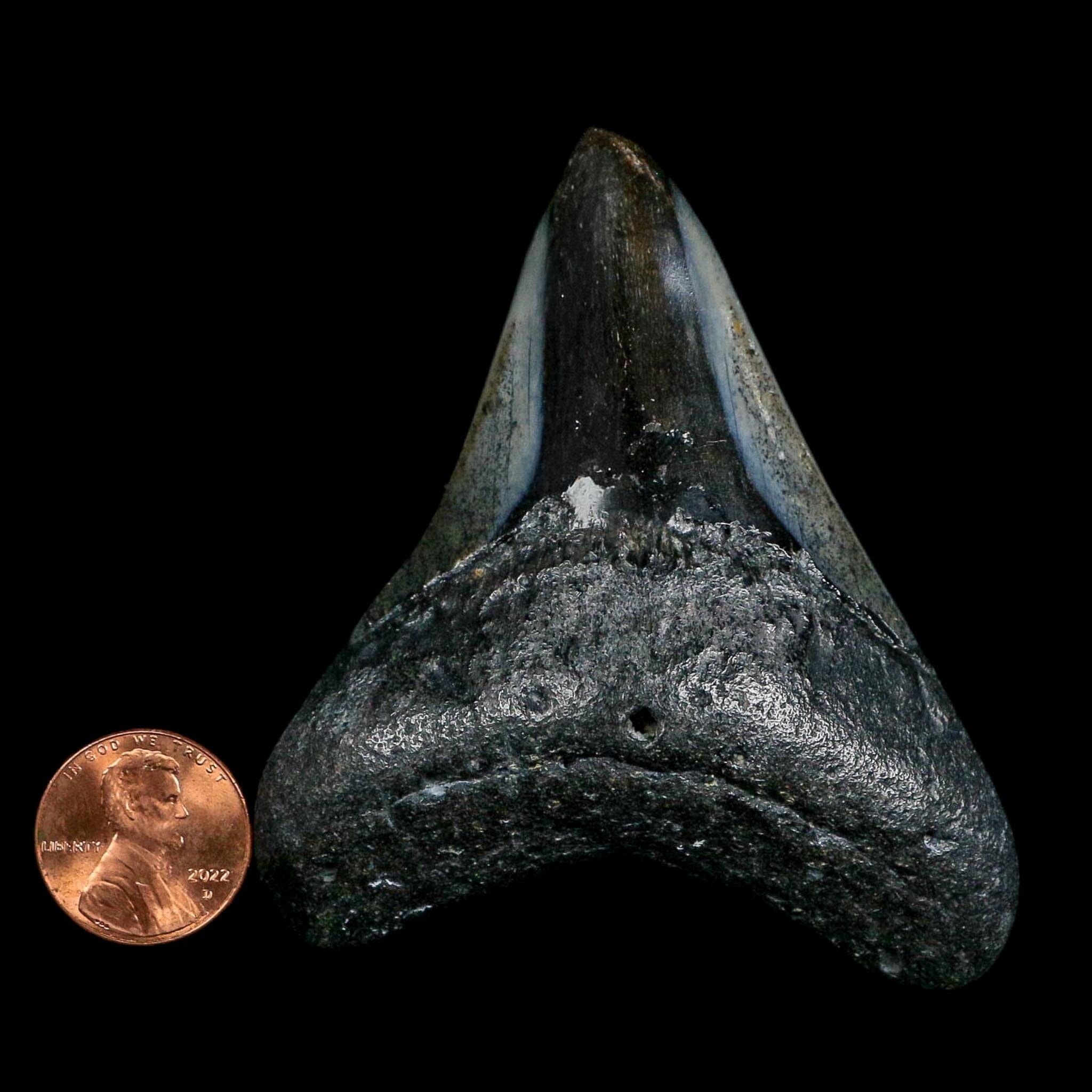 3" Quality Megalodon Shark Tooth Fossil Natural Miocene Age COA