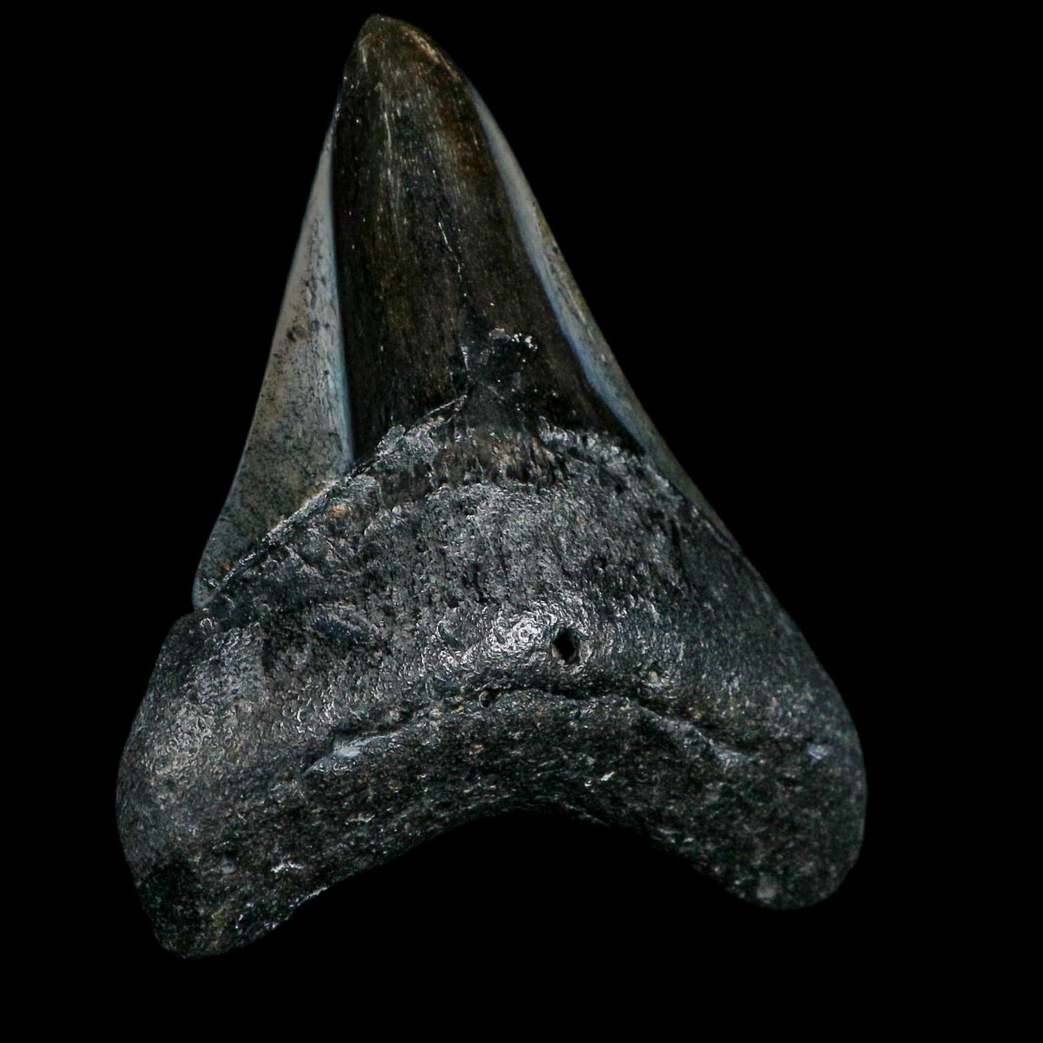 3" Quality Megalodon Shark Tooth Fossil Natural Miocene Age COA
