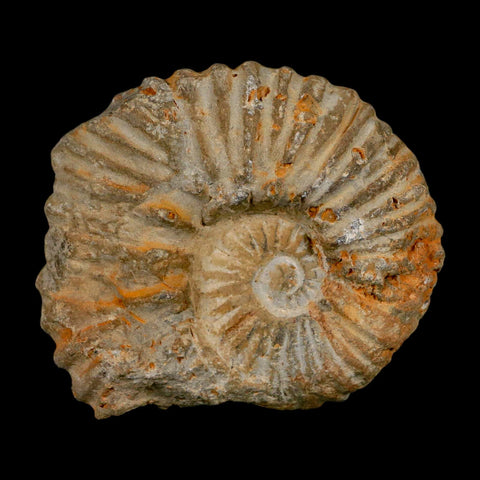 3.2" Acanthoceras Ammonite Fossil Agadir Morocco 360 Million Year Old COA - Fossil Age Minerals