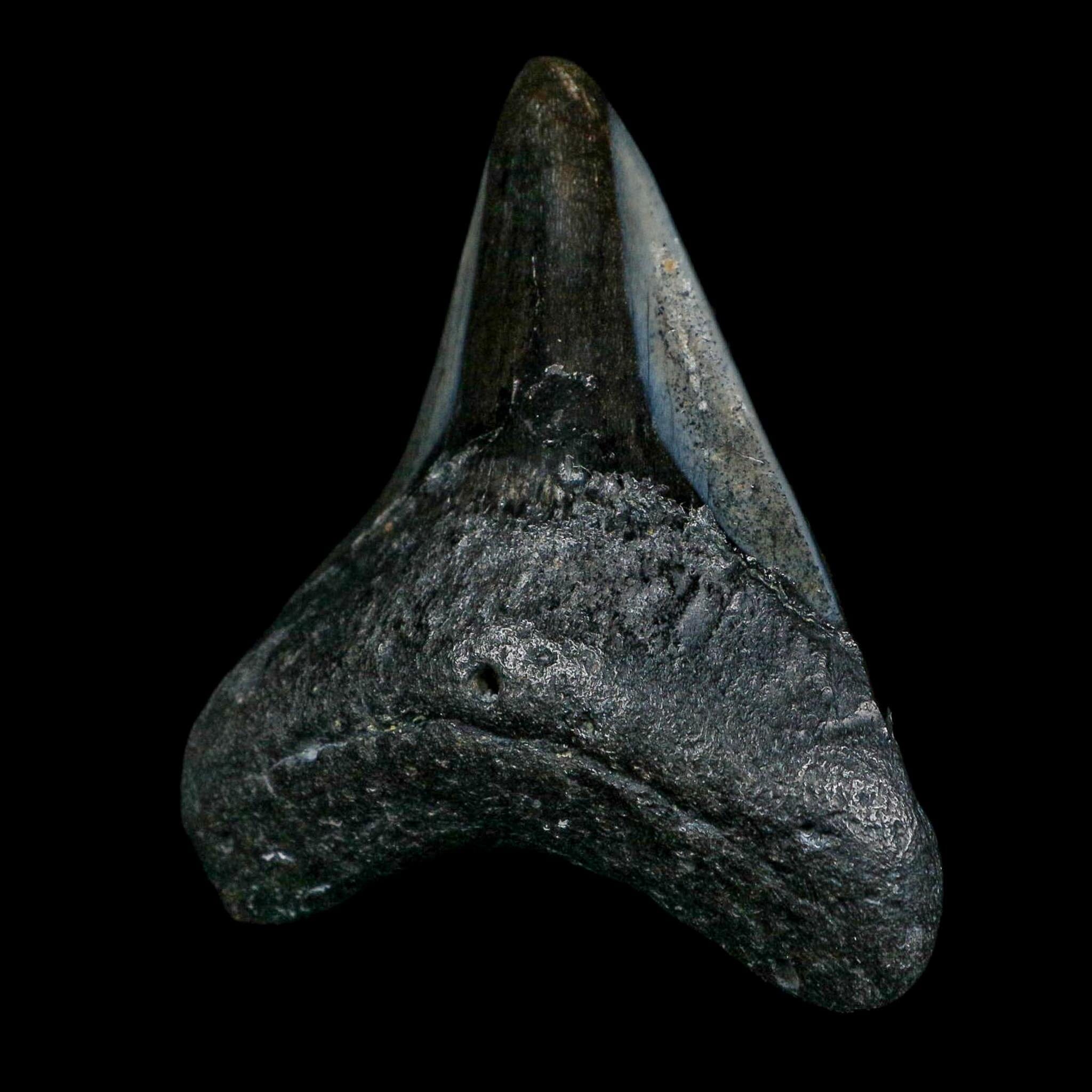 3" Quality Megalodon Shark Tooth Fossil Natural Miocene Age COA