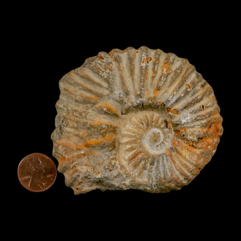 3.2" Acanthoceras Ammonite Fossil Agadir Morocco 360 Million Year Old COA - Fossil Age Minerals