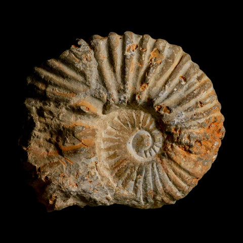 3.2" Acanthoceras Ammonite Fossil Agadir Morocco 360 Million Year Old COA - Fossil Age Minerals