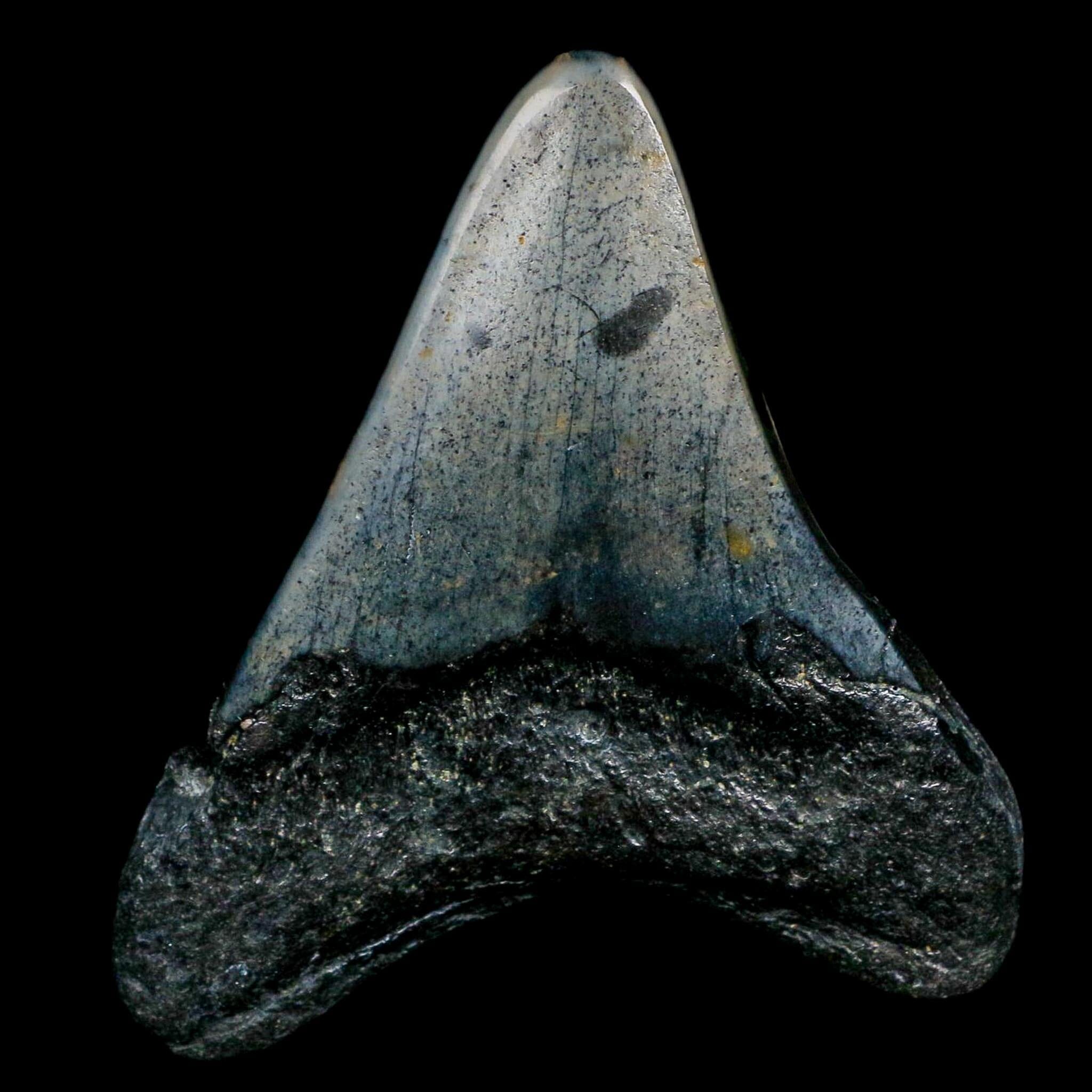 3" Quality Megalodon Shark Tooth Fossil Natural Miocene Age COA