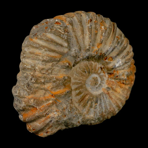 3.2" Acanthoceras Ammonite Fossil Agadir Morocco 360 Million Year Old COA - Fossil Age Minerals