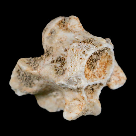 1" Palaeophis Magrebianus Sea Snake Vertebra Bone Upper Paleocene Morocco