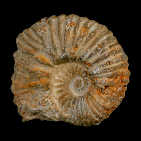 3.2" Acanthoceras Ammonite Fossil Agadir Morocco 360 Million Year Old COA - Fossil Age Minerals