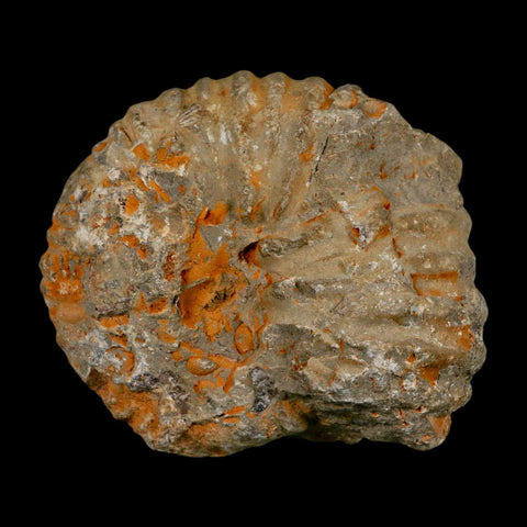 3.2" Acanthoceras Ammonite Fossil Agadir Morocco 360 Million Year Old COA - Fossil Age Minerals