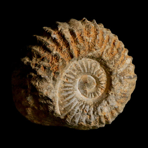 3.7" Acanthoceras Ammonite Fossil Agadir Morocco 360 Million Year Old COA - Fossil Age Minerals