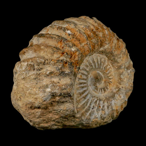 3.7" Acanthoceras Ammonite Fossil Agadir Morocco 360 Million Year Old COA - Fossil Age Minerals