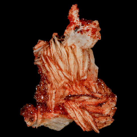 1.9" Sparkly Red Vanadinite Crystals On White Barite Blades Mineral Mabladen Morocco - Fossil Age Minerals